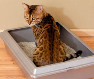 Cat in Litterbox