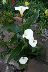 White Calla Lily