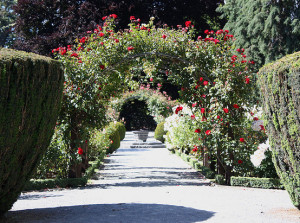 Rose Arch-Christchurch Botanic Gardens
